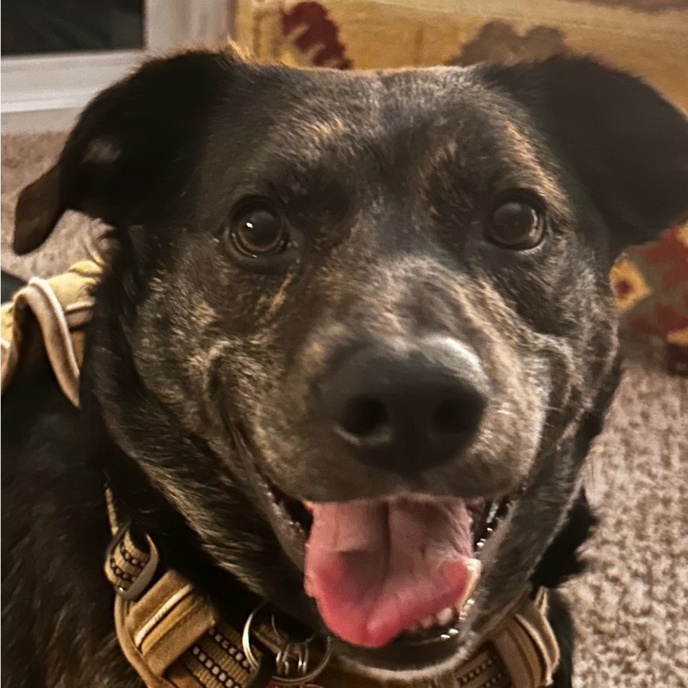 Meet your Posher, Velayzia